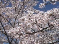 2012年　　桜(SAKURA)
