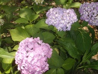 苑内の紫陽花