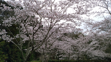 4月の上旬には桜が満開になります